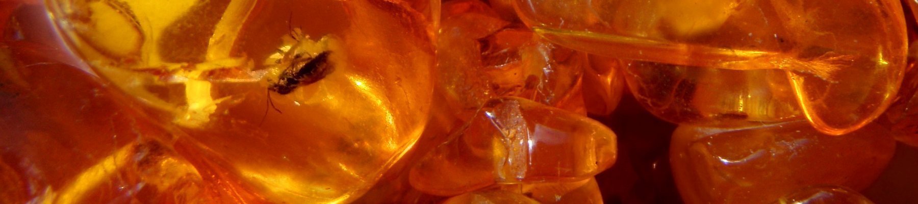 Roma Amber Collection